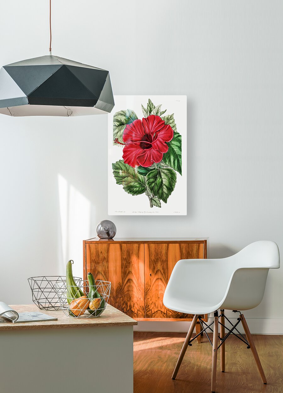 Single-flowered Chinese rose mallow from Edwards Botanical Register 1829-1847  by Sydenham Edwards John Lindley and James Ridgway.  HD Metal print with Floating Frame on Back