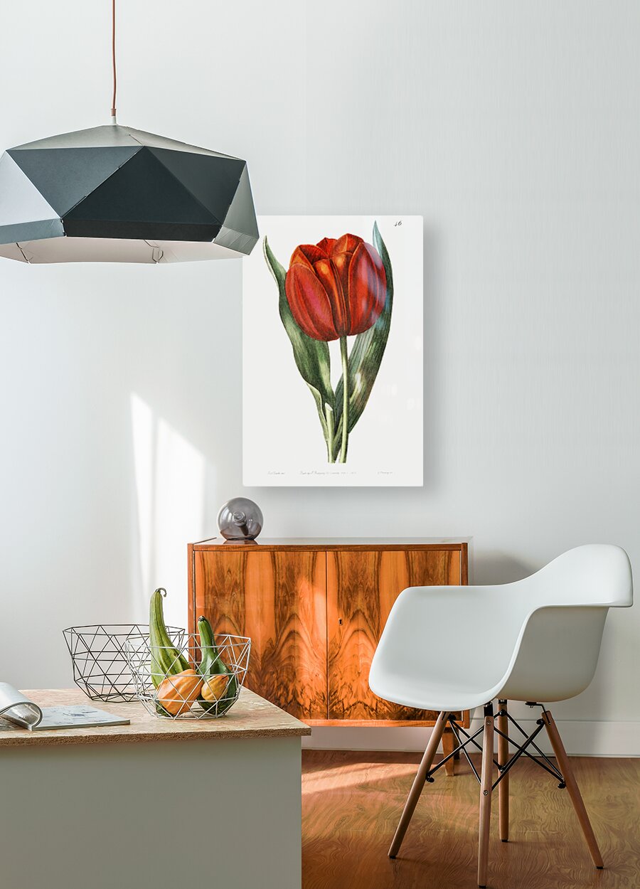 Gesners tulip from Edwards Botanical Register 1829-1847  by Sydenham Edwards John Lindley and James Ridgway.  HD Metal print with Floating Frame on Back