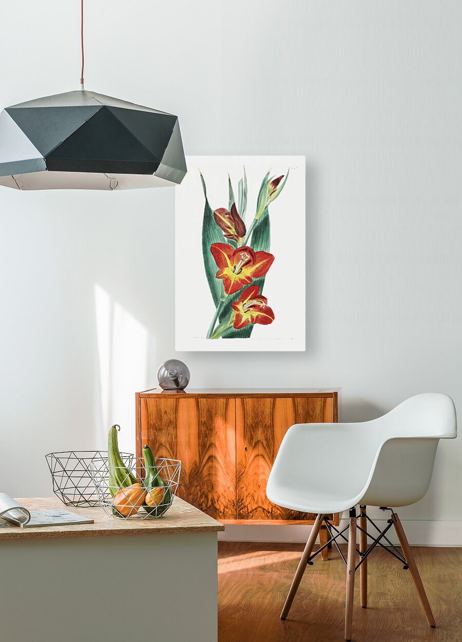 The parrot gladiole from Edwards Botanical Register 1829-1847  by Sydenham Edwards John Lindley and James Ridgway.  HD Metal print with Floating Frame on Back