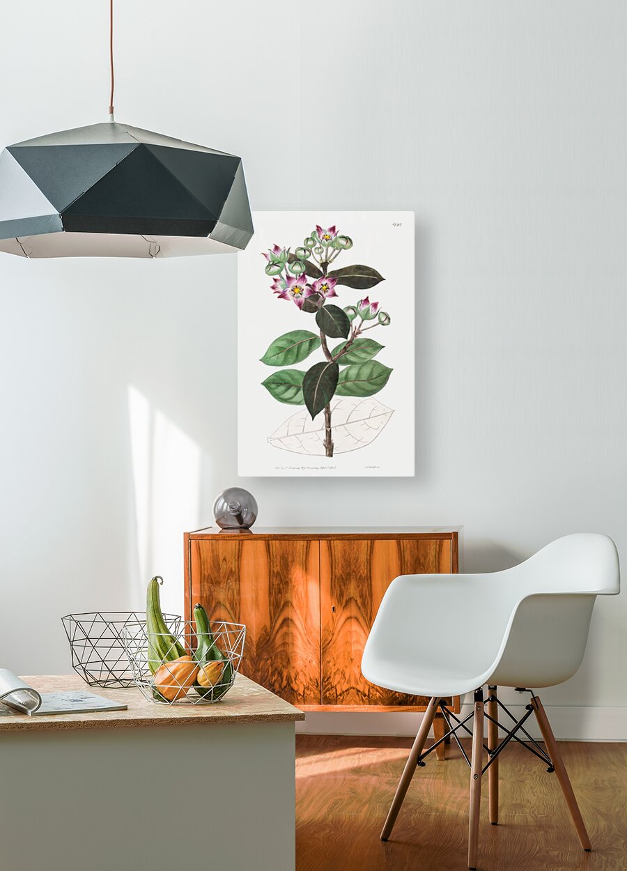 Tall calotropis from Edwards Botanical Register 1829-1847  by Sydenham Edwards John Lindley and James Ridgway.  HD Metal print with Floating Frame on Back