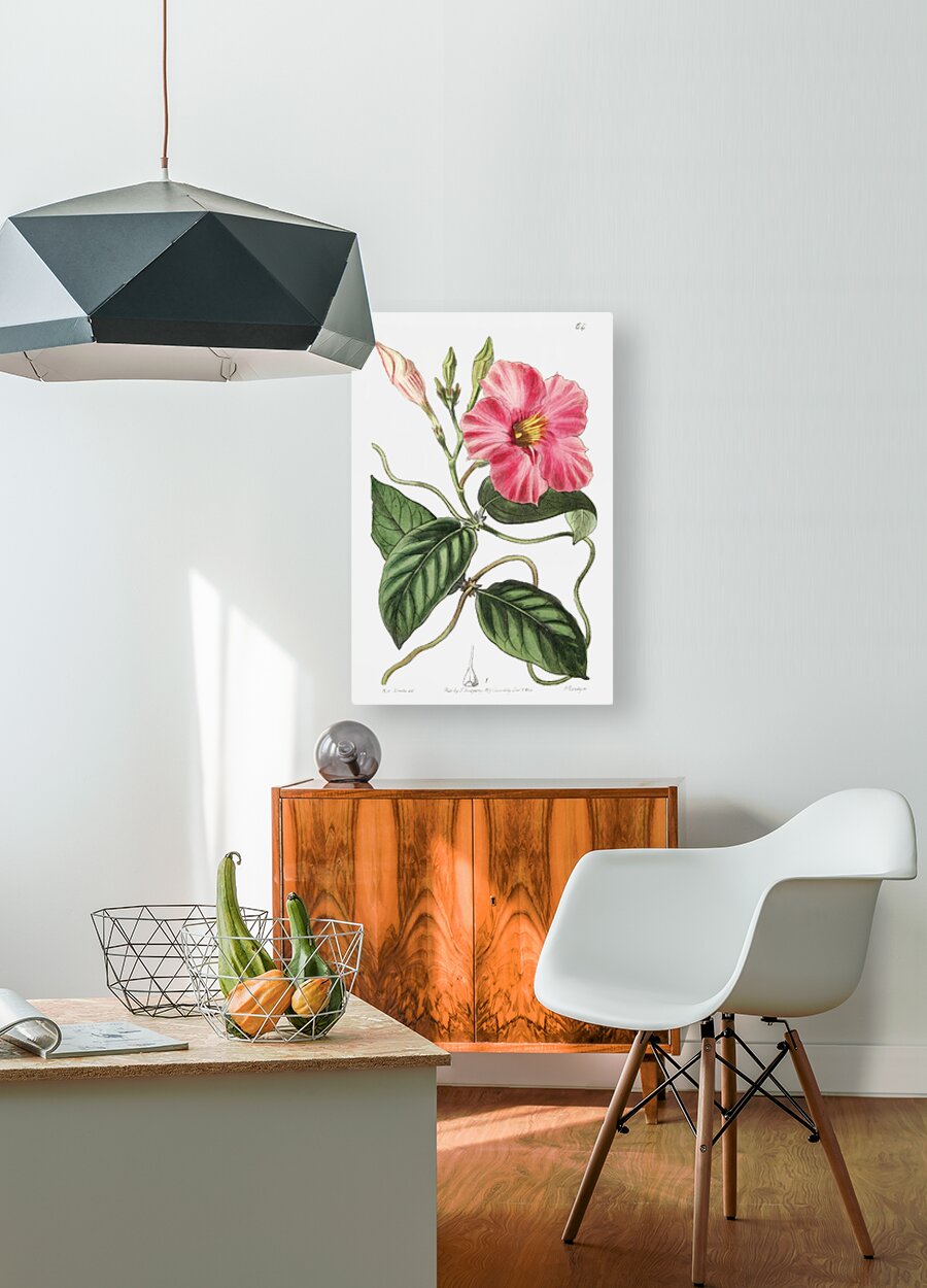 Knob-jointed dipladenia from Edwards Botanical Register 1829-1847  by Sydenham Edwards John Lindley and James Ridgway.  HD Metal print with Floating Frame on Back