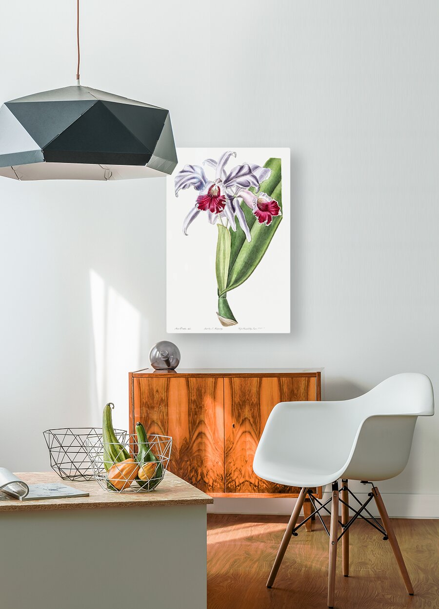 Crimson-lipped cattleya from Edwards Botanical Register 1829-1847  by Sydenham Edwards John Lindley and James Ridgway.  HD Metal print with Floating Frame on Back