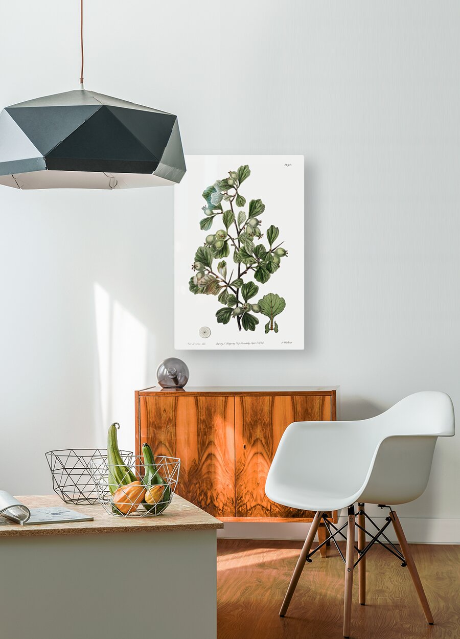 Spathula-leaved thorn from Edwards Botanical Register 1829-1847  by Sydenham Edwards John Lindley and James Ridgway.  HD Metal print with Floating Frame on Back