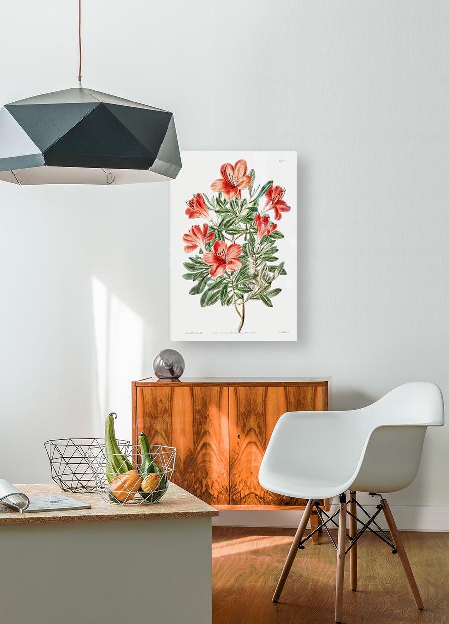 The brick-red Chinese azalea from Edwards Botanical Register 1829-1847  by Sydenham Edwards John Lindley and James Ridgway.  HD Metal print with Floating Frame on Back