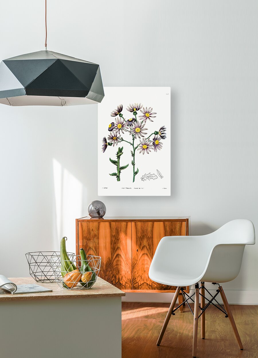 Lilac senecio from Edwards Botanical Register 1829-1847  by Sydenham Edwards John Lindley and James Ridgway.  HD Metal print with Floating Frame on Back