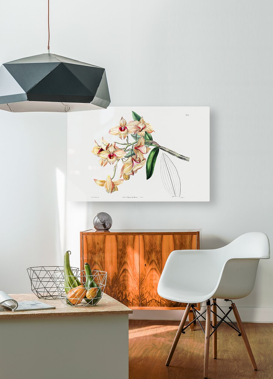 Copper-coloured Dendrobium from Edwards Botanical Register 1829-1847  by Sydenham Edwards John Lindley and James Ridgway.  HD Metal print with Floating Frame on Back