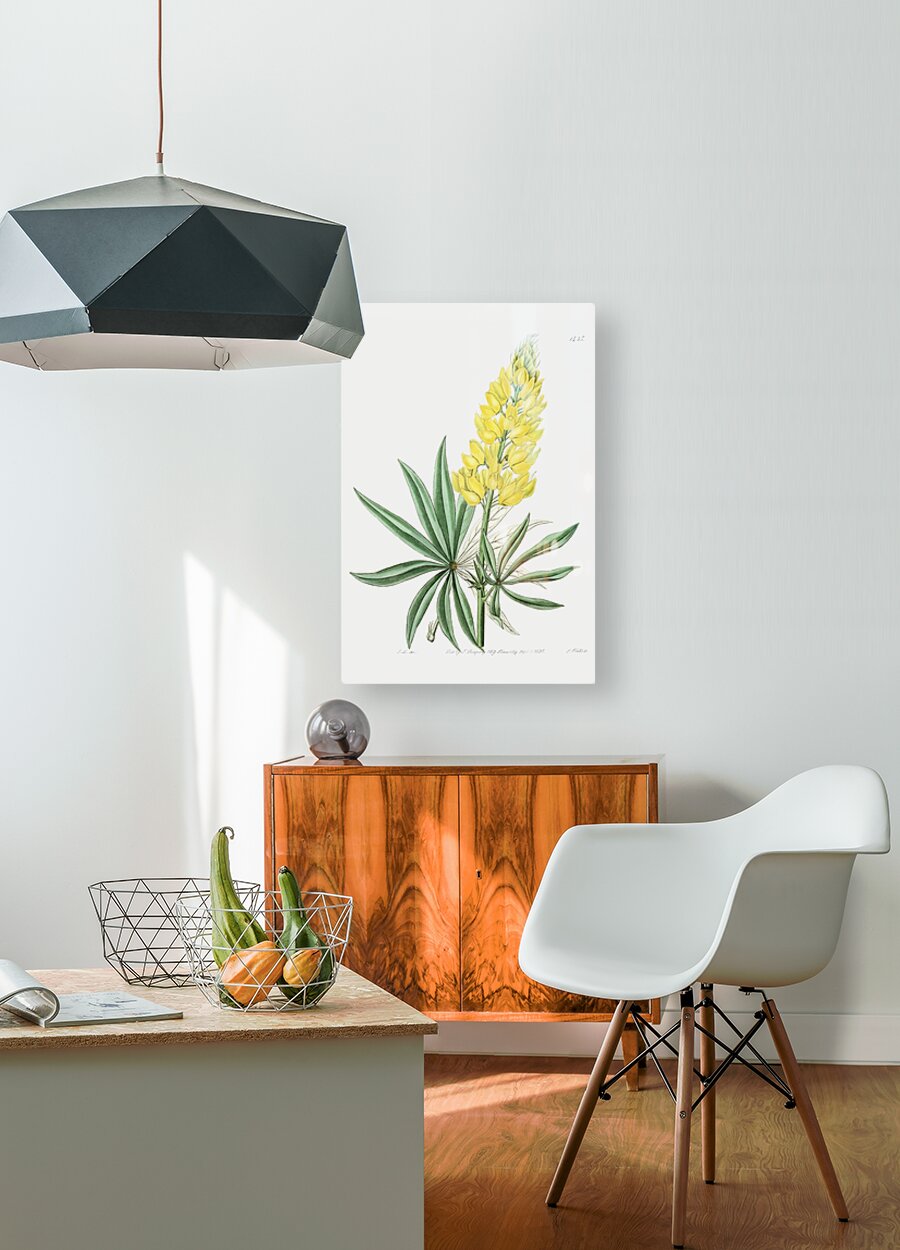 Yellow perennial lupine from Edwards Botanical Register 1829-1847  by Sydenham Edwards John Lindley and James Ridgway.  HD Metal print with Floating Frame on Back