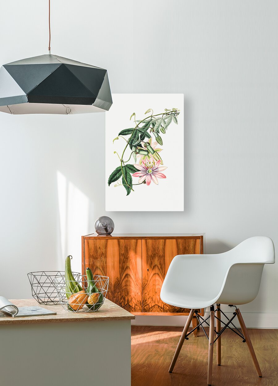 Mrs.Marryats tacsonia from Edwards Botanical Register 1829-1847  by Sydenham Edwards John Lindley and James Ridgway.  HD Metal print with Floating Frame on Back