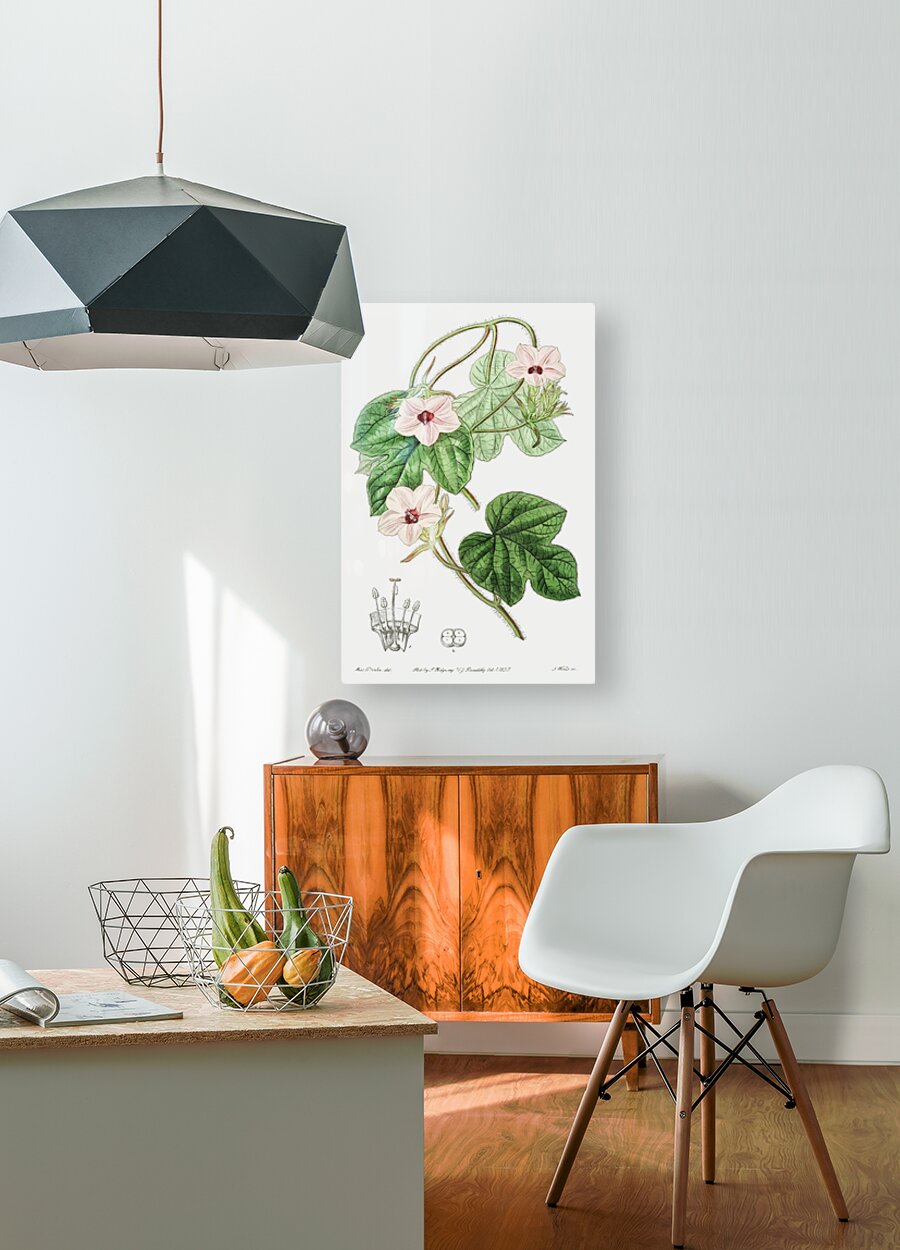 Mr.Aitons ipomoea from Edwards Botanical Register 1829-1847  by Sydenham Edwards John Lindley and James Ridgway.  HD Metal print with Floating Frame on Back