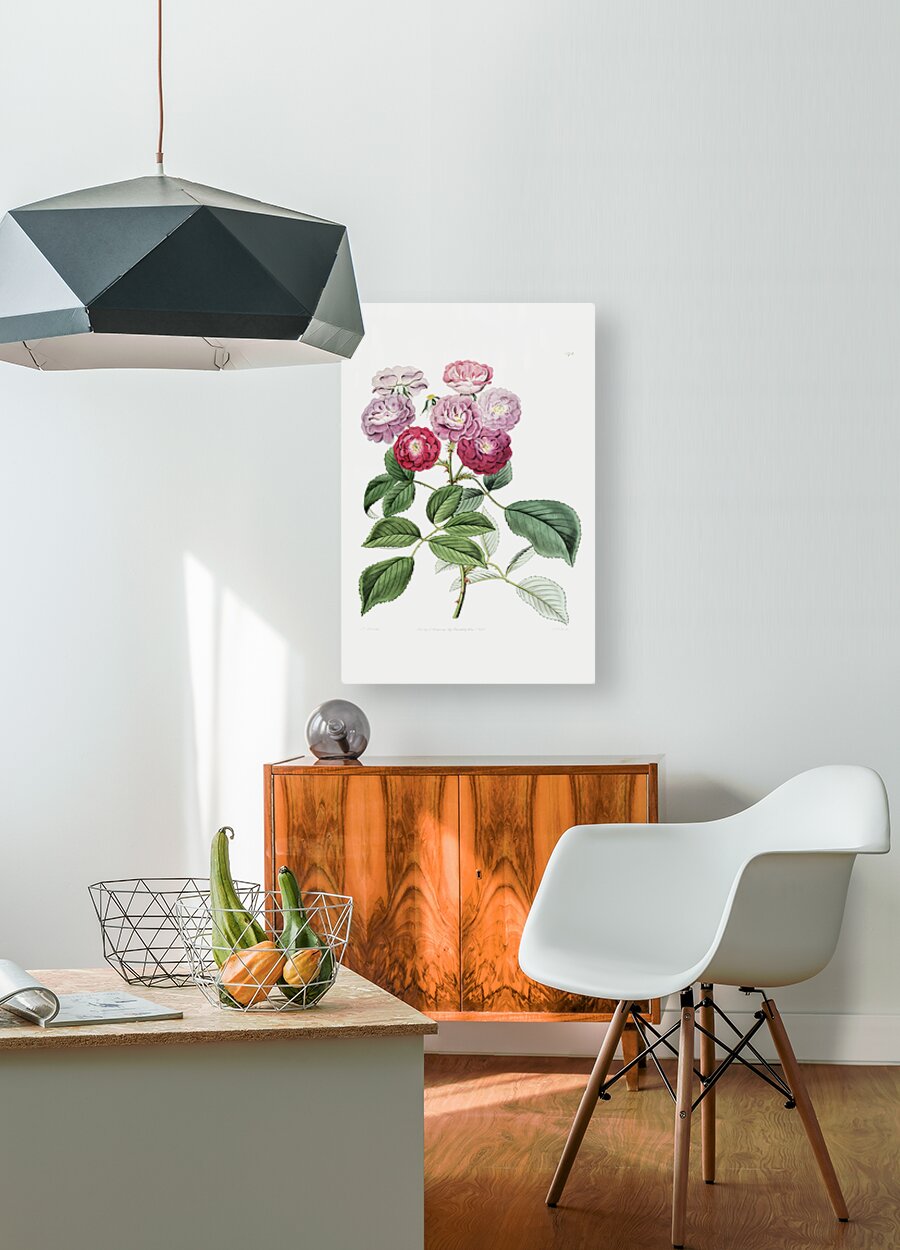 The seven sisters rose from Edwards Botanical Register 1829-1847  by Sydenham Edwards John Lindley and James Ridgway.  HD Metal print with Floating Frame on Back