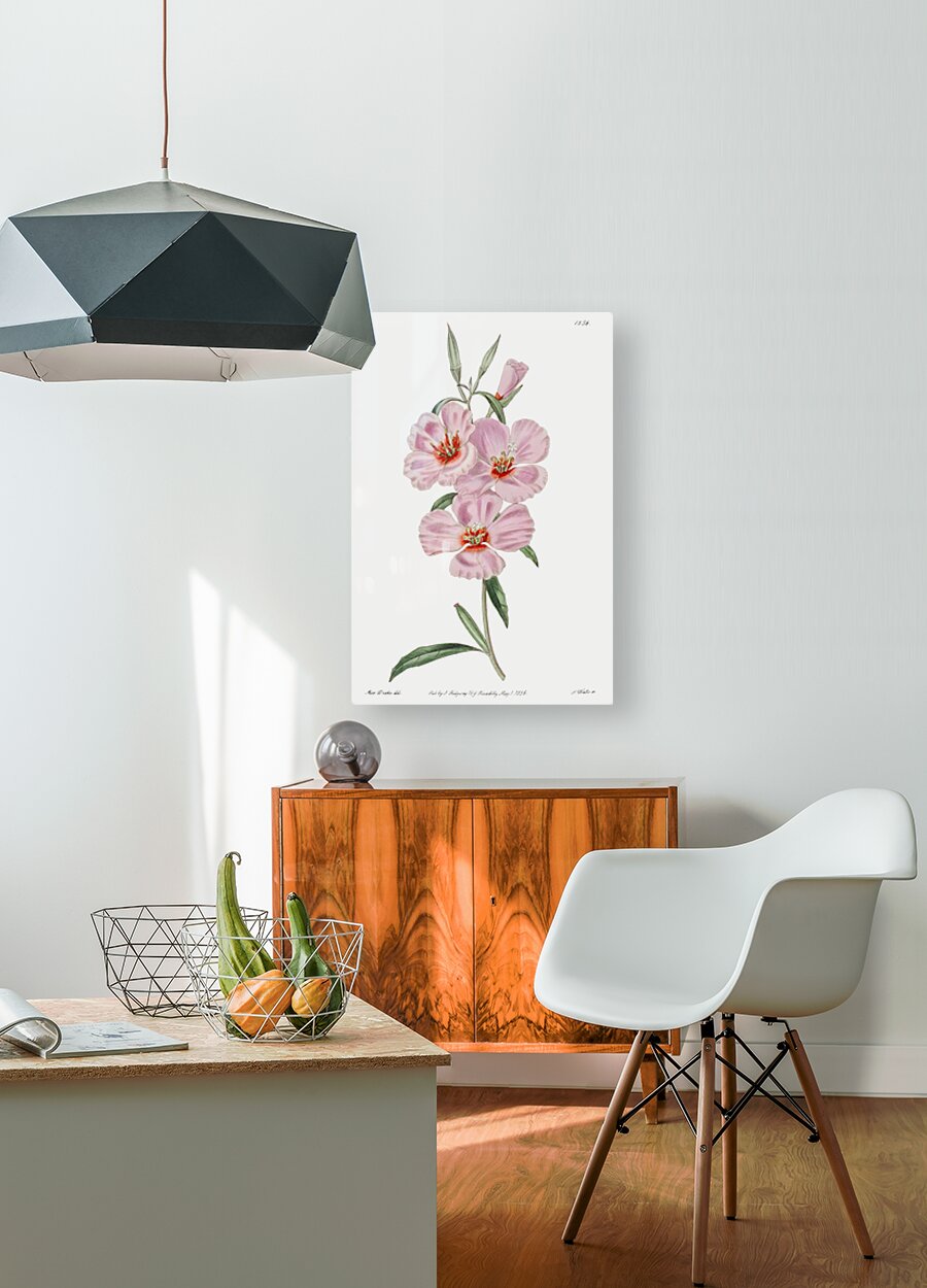 Ruddy godetia from Edwards Botanical Register 1829-1847  by Sydenham Edwards John Lindley and James Ridgway.  HD Metal print with Floating Frame on Back