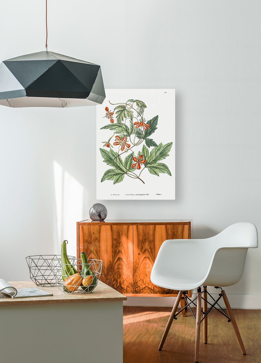 Red loasa from Edwards Botanical Register 1829-1847  by Sydenham Edwards John Lindley and James Ridgway.  HD Metal print with Floating Frame on Back