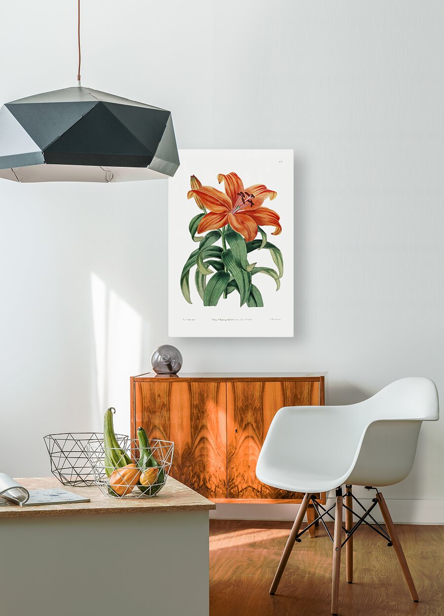 Thunbergs orange lily from Edwards Botanical Register 1829-1847  by Sydenham Edwards John Lindley and James Ridgway.  HD Metal print with Floating Frame on Back