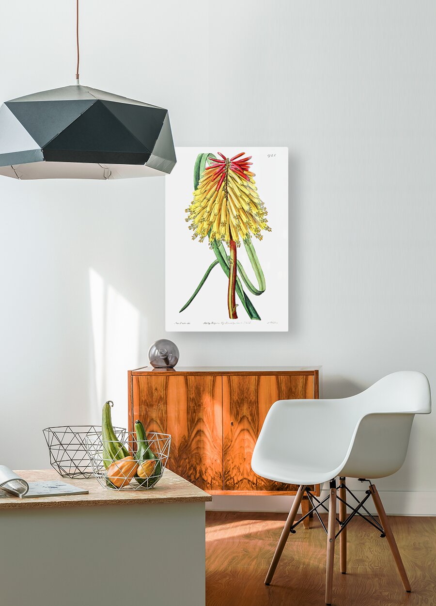 Burchells tritoma from Edwards Botanical Register 1829-1847  by Sydenham Edwards John Lindley and James Ridgway.  HD Metal print with Floating Frame on Back