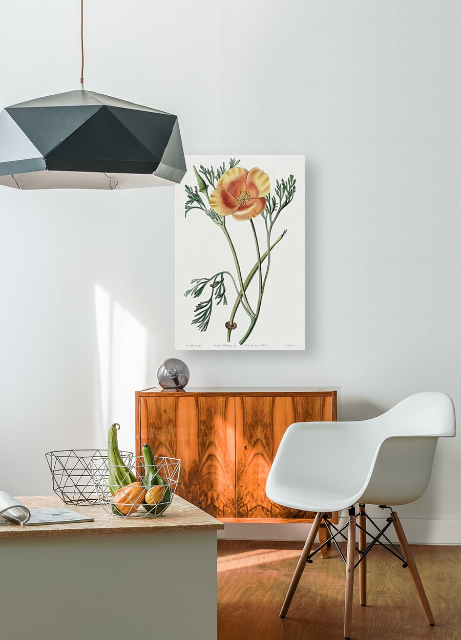 Saffron colored eschscholzia from Edwards Botanical Register 1829-1847  by Sydenham Edwards John Lindley and James Ridgway.  HD Metal print with Floating Frame on Back