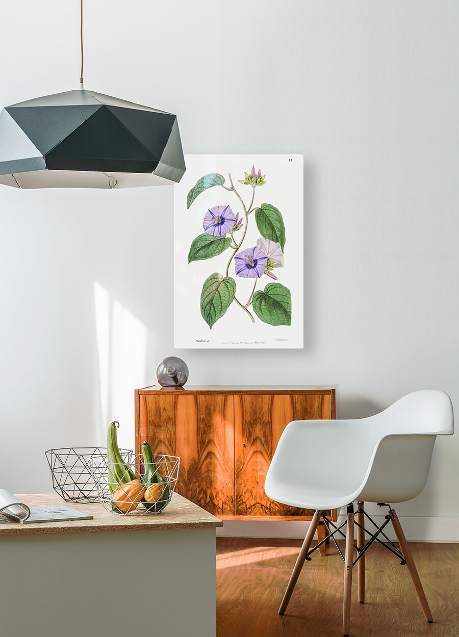 Hoary jacquemontia from Edwards Botanical Register 1829-1847  by Sydenham Edwards John Lindley and James Ridgway.  HD Metal print with Floating Frame on Back