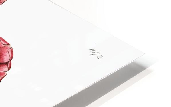 Dr. Gillies purslane from Edwards Botanical Register 1829-1847  by Sydenham Edwards John Lindley and James Ridgway. HD Sublimation Metal print