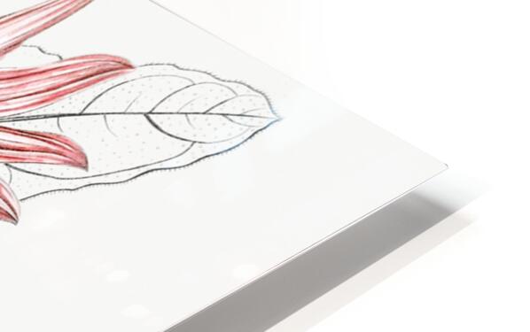 Mr. Dicksons echinacea from Edwards Botanical Register 1829-1847  by Sydenham Edwards John Lindley and James Ridgway. HD Sublimation Metal print