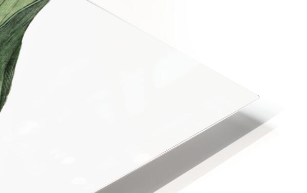 De Candolles talaum tree from Edwards Botanical Register 1829-1847  by Sydenham Edwards John Lindley and James Ridgway. HD Sublimation Metal print