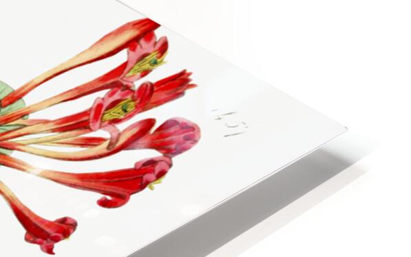 The north-west honeysuckle from Edwards Botanical Register 1829-1847  by Sydenham Edwards John Lindley and James Ridgway. HD Sublimation Metal print