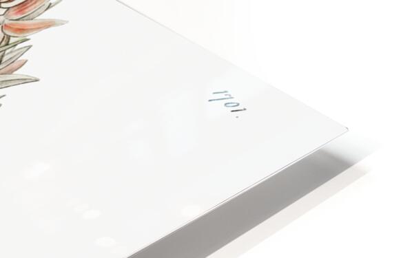 Leafy spiked orchis from Edwards Botanical Register 1829-1847  by Sydenham Edwards John Lindley and James Ridgway. HD Sublimation Metal print