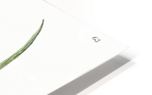 Meadow squill from Edwards Botanical Register 1829-1847  by Sydenham Edwards John Lindley and James Ridgway. HD Sublimation Metal print