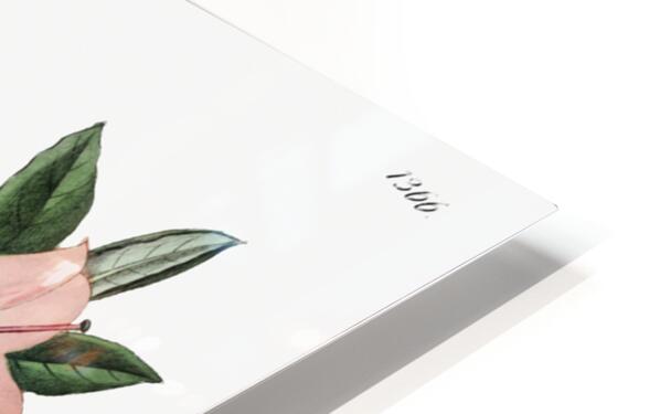 Changeable pontic azalea from Edwards Botanical Register 1829-1847  by Sydenham Edwards John Lindley and James Ridgway. HD Sublimation Metal print