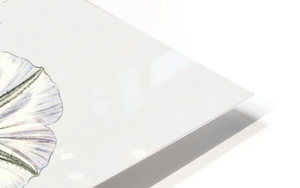 Sky blue alona from Edwards Botanical Register 1829-1847  by Sydenham Edwards John Lindley and James Ridgway. HD Sublimation Metal print