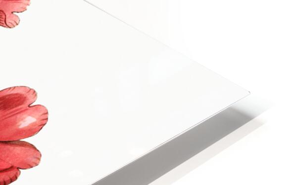 Portulaca splendens from Edwards Botanical Register 1829-1847  by Sydenham Edwards John Lindley and James Ridgway. HD Sublimation Metal print