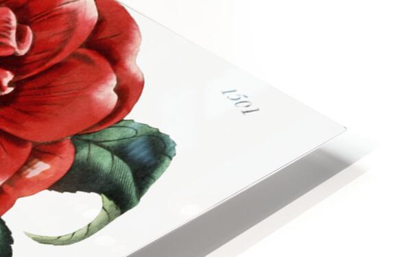 Mr. Reevess crimson camellia from Edwards Botanical Register 1829-1847  by Sydenham Edwards John Lindley and James Ridgway. HD Sublimation Metal print