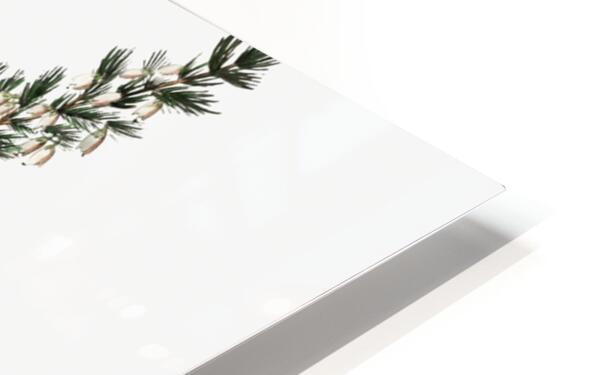 Bell-bearing heath from Edwards Botanical Register 1829-1847  by Sydenham Edwards John Lindley and James Ridgway. HD Sublimation Metal print