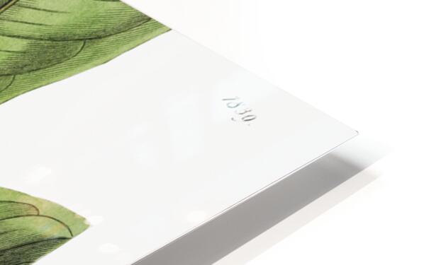 Large-leaved tristania from Edwards Botanical Register 1829-1847  by Sydenham Edwards John Lindley and James Ridgway. HD Sublimation Metal print