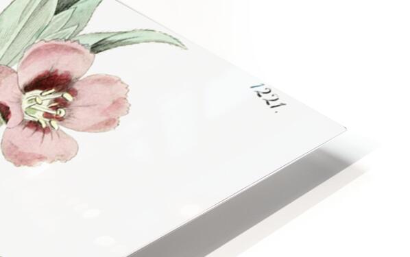 Long Branched Enothera from Edwards Botanical Register 1829-1847  by Sydenham Edwards John Lindley and James Ridgway. HD Sublimation Metal print