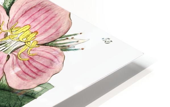 Starry osbeckia from Edwards Botanical Register 1829-1847  by Sydenham Edwards John Lindley and James Ridgway. HD Sublimation Metal print