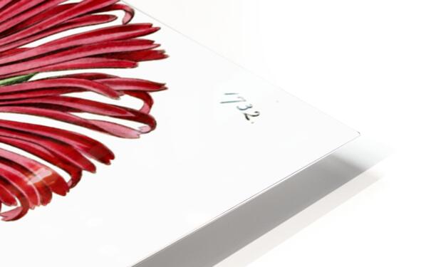 Red-Edged Fig Marigold from Edwards Botanical Register 1829-1847  by Sydenham Edwards John Lindley and James Ridgway. HD Sublimation Metal print