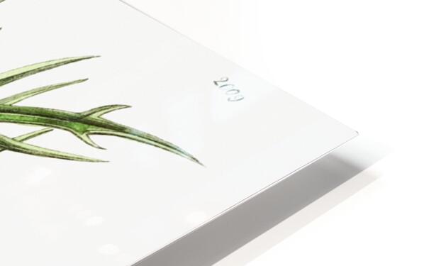 Lilac hibiscus from Edwards Botanical Register 1829-1847  by Sydenham Edwards John Lindley and James Ridgway. HD Sublimation Metal print