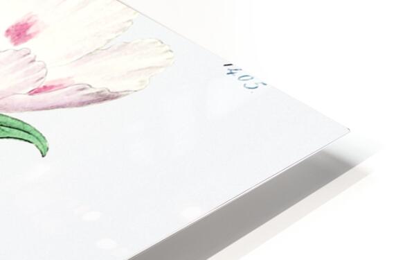 The spotted blush enothera from Edwards Botanical Register 1829-1847  by Sydenham Edwards John Lindley and James Ridgway. HD Sublimation Metal print