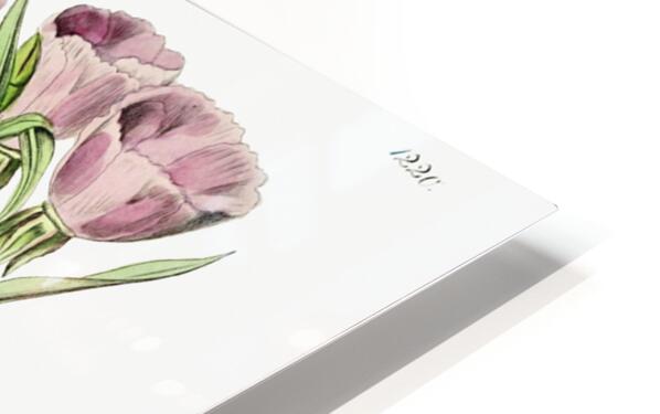 Pale Corona Amaryllis from Edwards Botanical Register 1829-1847  by Sydenham Edwards John Lindley and James Ridgway. HD Sublimation Metal print