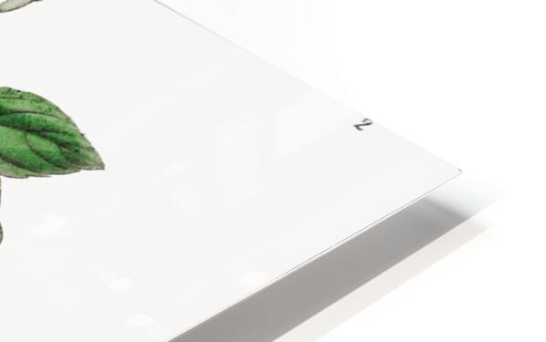 Standishs fuchsia from Edwards Botanical Register 1829-1847  by Sydenham Edwards John Lindley and James Ridgway. HD Sublimation Metal print