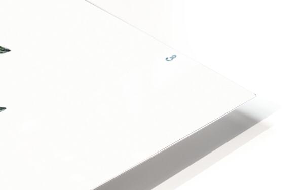 Narrow leaved sollya from Edwards Botanical Register 1829-1847  by Sydenham Edwards John Lindley and James Ridgway. HD Sublimation Metal print