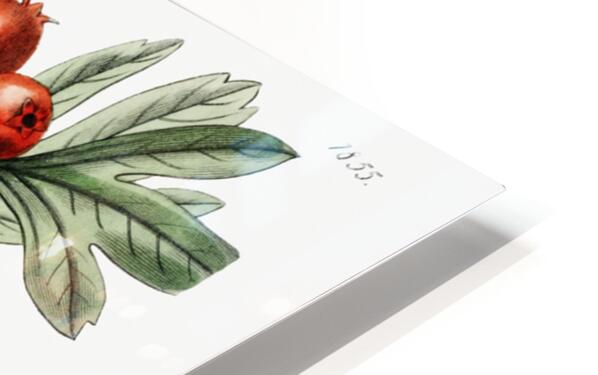 orocco hawthorn from Edwards Botanical Register 1829-1847  by Sydenham Edwards John Lindley and James Ridgway. HD Sublimation Metal print