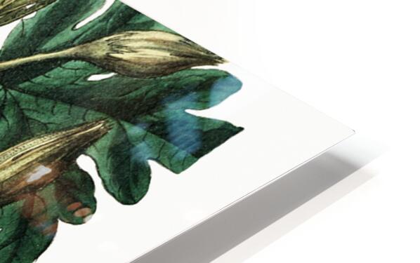 Mrs. Wrays hibiscus from Edwards Botanical Register 1829-1847  by Sydenham Edwards John Lindley and James Ridgway. HD Sublimation Metal print