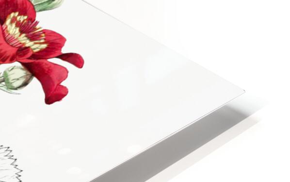 Chilian Guem from Edwards Botanical Register 1829-1847  by Sydenham Edwards John Lindley and James Ridgway. HD Sublimation Metal print