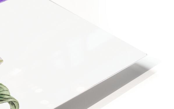 Violet clematis flower from Edwards Botanical Register 1829-1847  by Sydenham Edwards John Lindley and James Ridgway. HD Sublimation Metal print