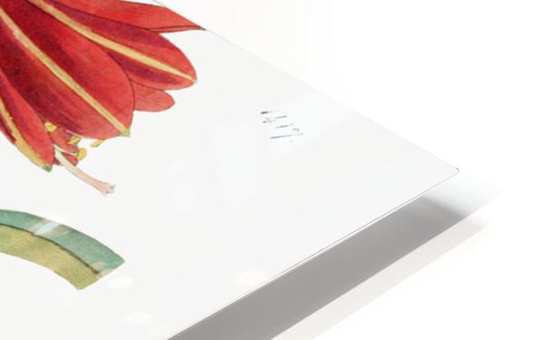 Habranthus phycelloides from Edwards Botanical Register 1829-1847  by Sydenham Edwards John Lindley and James Ridgway. HD Sublimation Metal print