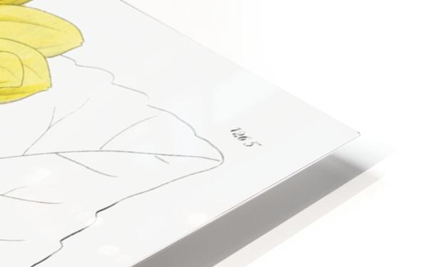 Californian Sunflower from Edwards Botanical Register 1829-1847  by Sydenham Edwards John Lindley and James Ridgway. HD Sublimation Metal print