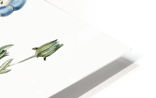 Shewy nemophila from Edwards Botanical Register 1829-1847  by Sydenham Edwards John Lindley and James Ridgway. HD Sublimation Metal print