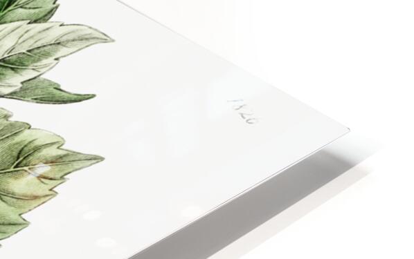 Single-flowered Chinese rose mallow from Edwards Botanical Register 1829-1847  by Sydenham Edwards John Lindley and James Ridgway. HD Sublimation Metal print