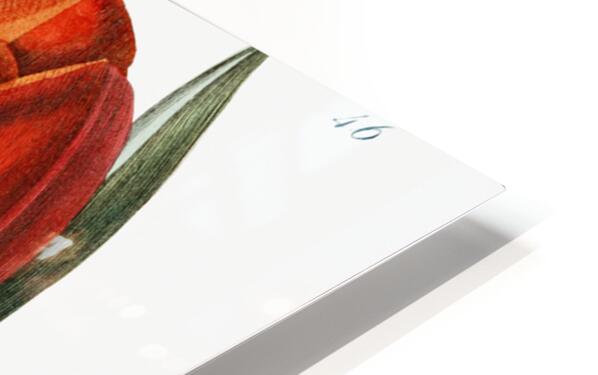 Gesners tulip from Edwards Botanical Register 1829-1847  by Sydenham Edwards John Lindley and James Ridgway. HD Sublimation Metal print