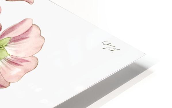 Rhomb leaved palavia from Edwards Botanical Register 1829-1847  by Sydenham Edwards John Lindley and James Ridgway. HD Sublimation Metal print